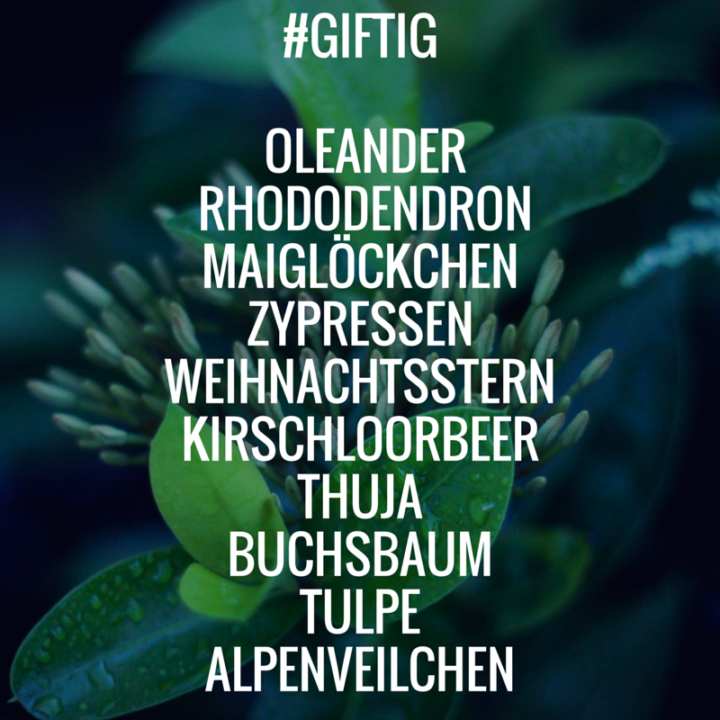 giftige-pflanzen-kinder