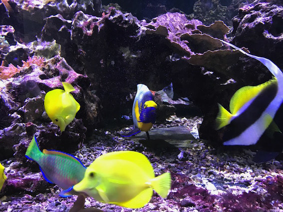 Fische im Tierpark Nymphea.