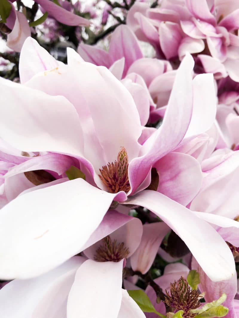 magnolien foto